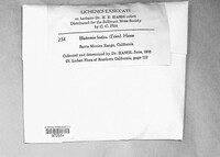 Caloplaca crenularia image